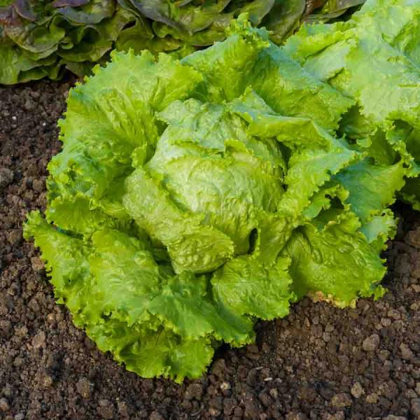 Potagères - Laitue Batavia de Pierre Bénite - BIO - face recto